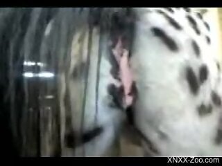 Horny man feels attracted to horse's pussy and wants to fuck
